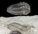 Three Eldredgeops (Phacops) Trilobites - New York #55004-4